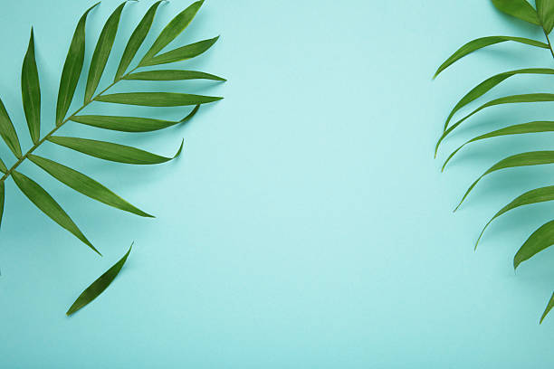 istock Tropical leaves on blue background. Minimal summer exotic concept with copy space. 2230998144