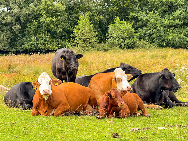 istock Small herd of cattle standing and lying down in a field 2230999415