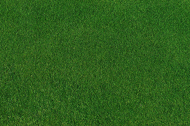 istock Real green grass as nature background 2231000002