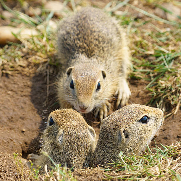 Gopher on the meadow is looking at camera and smiling. Close-up