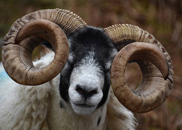 istock Amazing Close Up of a Blackfaced Sheep 2231003515