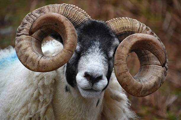 istock Up Close and Personal with a Blackfaced Sheep 2231003523
