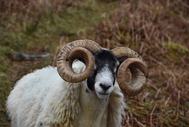 istock Scottish Blackfaced Sheep with Curved Horns in Scotland 2231003524