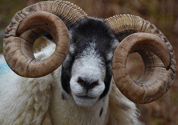 istock Ram with Curled Horns in the Outer Hebrides 2231003527