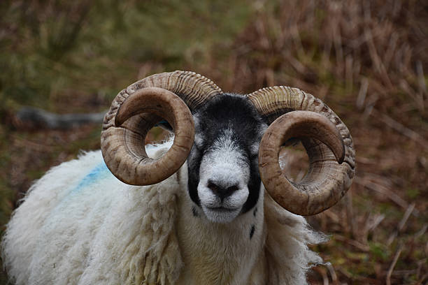 istock Wooly Sheep with Curled Horns Up Close and Personal 2231003540