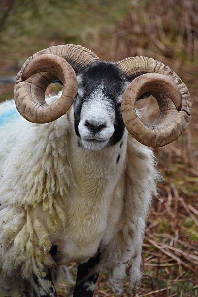 istock Obscured Vision of a Blackfaced Sheep with Twisted Horns 2231003550