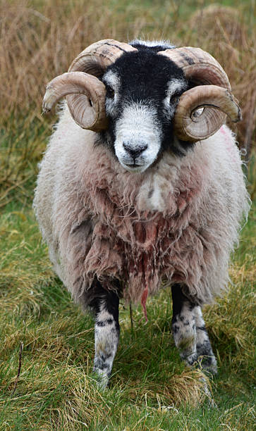 istock Standing Scottish Blackfaced Sheep Standing in a Field 2231003553