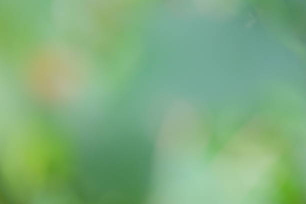 Soft blurred background featuring vibrant green hues and subtle hints of orange, creating a serene and calming atmosphere ideal for nature-themed designs and artistic projects