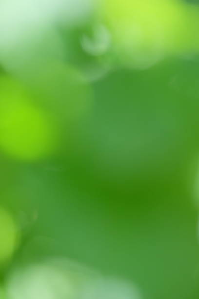 Soft focus green abstract background with blurred foliage creating a tranquil atmosphere, ideal for nature-themed designs and calming visuals in various projects