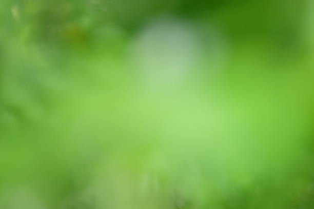 istock Soft focus green abstract background with blurred foliage, creating a serene and tranquil atmosphere, ideal for nature-themed designs and calming visuals 2231008092