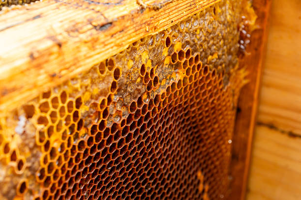 istock Stamped Wax in Action: New Comb Being Built on Foundation in Active Hive. 2231009001