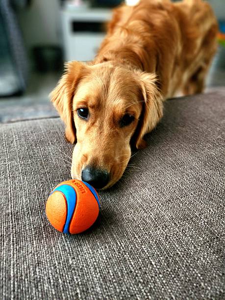 istock Golden Retriever Dog with Ball 2231009547