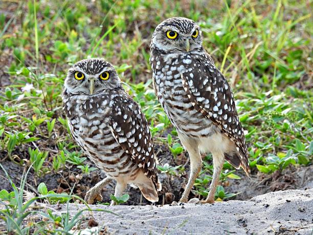 Burrowing Owls - (Athene cunicularia) resting in the sand