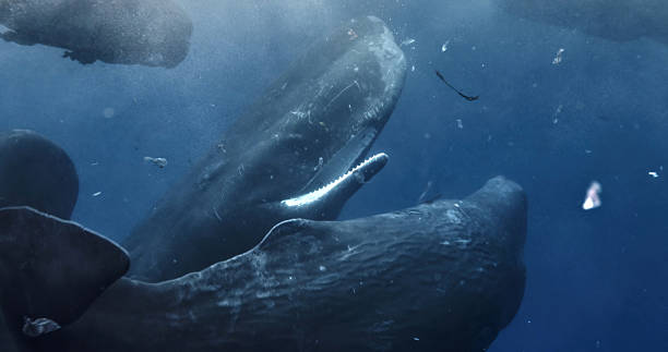 istock A remarkable display of sperm whales defecation socializing in a vertical stance with open mouths, showcasing intricate social dynamics of these majestic marine beings. unique sperm whale interaction 2231010001