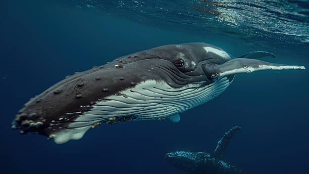 istock Fantastic closeup humpback whale gently dancing in blue water close to surface, light shimmering. Underwater shot full body whale. Concept of natural habitat wildlife marine animals of Tonga 2231010067