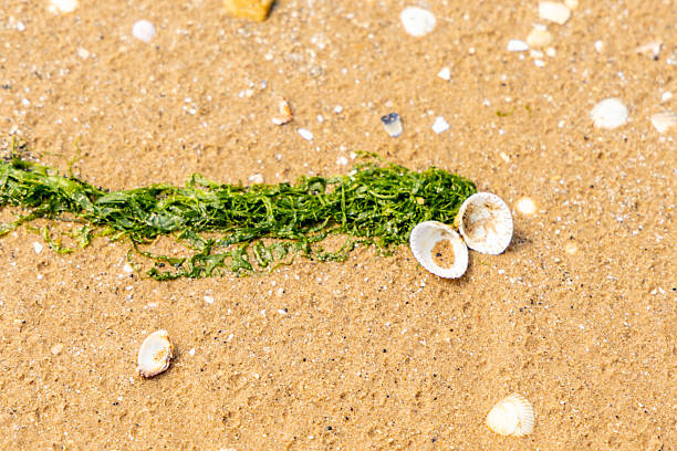 Clam shell on the sandy beach washed up on shore, a tiny decoration of nature for all to enjoy.