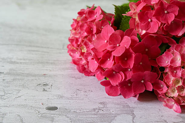 Pink hydrangea (Hydrangea macrophylla) flowers bloom amidst vibrant greenery, showcasing nature's artistry. Captured with delicate details, it embodies floral wonder and highlights the charm of botanical gardens and outdoor scenery.