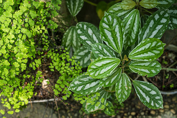 A delicate composition of lush green Pilea cadierei, known as the Aluminum Plant, with its silver-streaked leaves, standing gracefully beside the soft, lacy fronds of Maidenhair Fern (Adiantum). The contrast of textures and shades creates a natural artwork, blending bold structure with airy elegance.