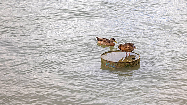 istock Ducks Oil Barrel Water 2231016840