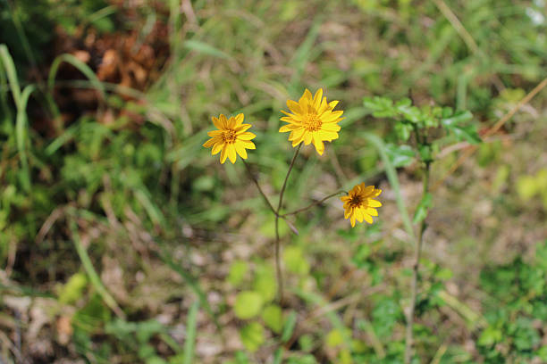 Three fewleaf sunflower blooms at Illinois Beach State Park in Zion