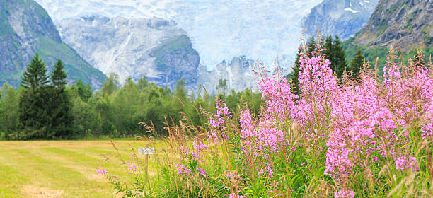 Columbia Icefield in summer, Jasper National Park, AB, Canada