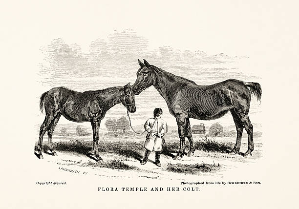 Black and white horse illustration from 1872, from a book on anatomy, breed, and equestrian scene.