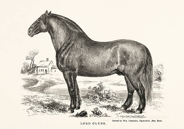 Black and white horse illustration from 1872, from a book on anatomy, breed, and equestrian scene.