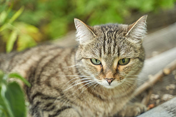 Close up of a relaxed tabby cat resting outdoors in lush greenery.