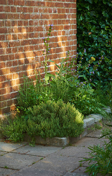 istock Sunlit Corner with Thyme and Sage Adorning a Rustic Brick Wall 2231023964