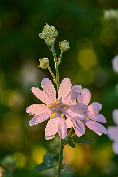 Graceful pink flowers of Malva sylvestris under warm sunlight showcasing nature's delicate beauty