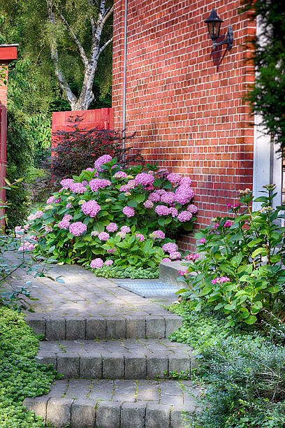 istock Serene garden view with hydrangeas and a charming red brick wall illuminated by gentle light 2231023988