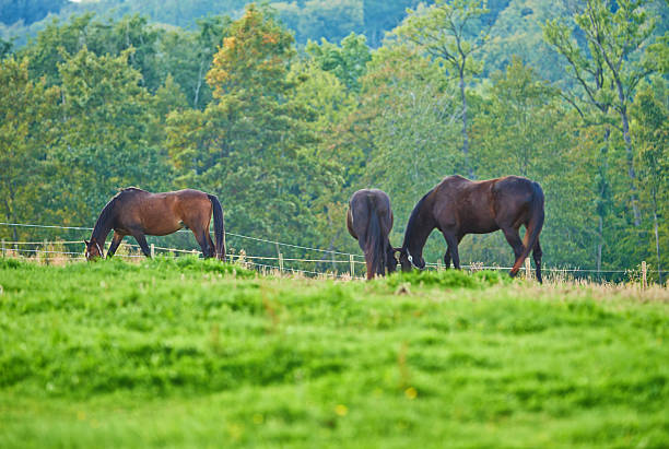A serene scene featuring three horses peacefully grazing in a lush, green pasture with vibrant trees in the background. This beautiful glimpse of rural Denmark showcases harmony with nature and peaceful countryside beauty.