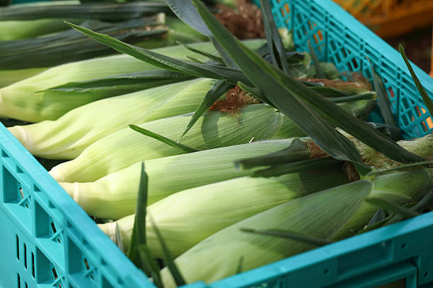 istock A lot of harvested corn 2231026444