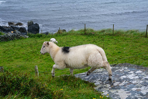 istock Sheep grazing peacefully along the rugged Irish coastline on a cloudy afternoon 2231026531