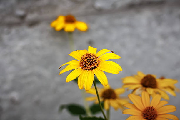 Bright Yellow Helenium Flower on Green Background — Summer Wildflower Close-Up