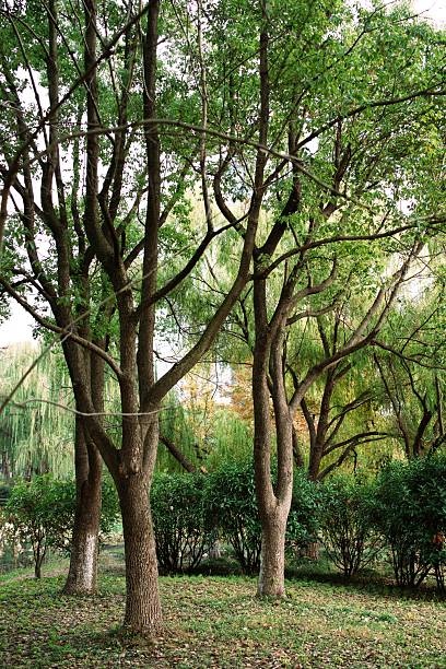 Woodland with bare trees in Cotswold, England for background use