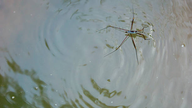 istock Gerridae (water striders, water skeeters, water scooters, water bugs, pond skaters, water skippers) on river.  distinguishing feature is the ability to move on top of the water's surface 2231030020