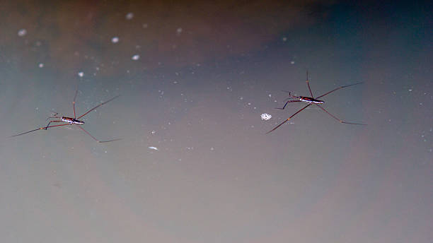 istock Gerridae (water striders, water skeeters, water scooters, water bugs, pond skaters, water skippers) on river.  distinguishing feature is the ability to move on top of the water's surface 2231030093