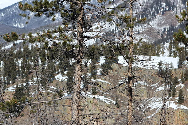 Snow Winter Tree Forest scenic Landscape and Mountain in Summit County Colorado.