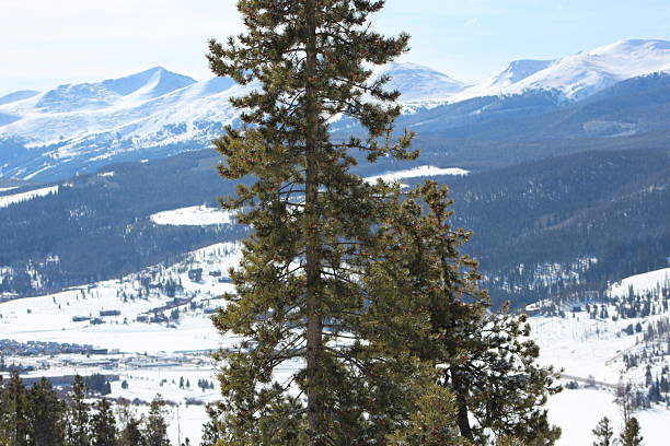 Snow Winter Tree Forest scenic Landscape and Mountain in Summit County Colorado.