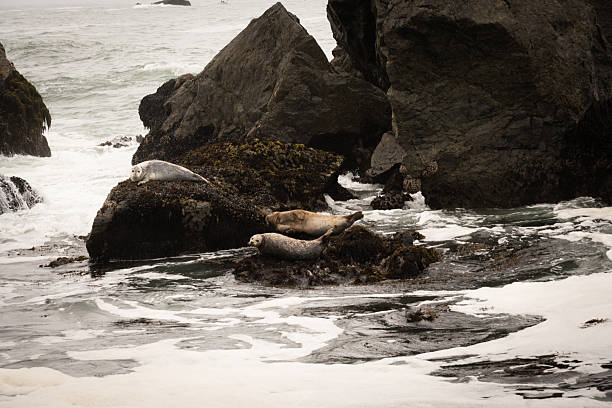 Seals taking a nap on a rock