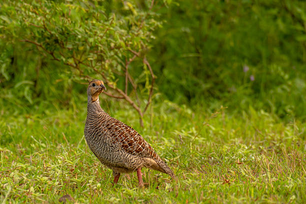 istock Gray Francolin in grass land of Bhigwan 2231036711