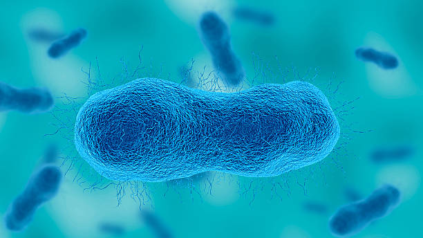 istock Acinetobacter baumannii, gram negative aerobic bacteria resistant to antibiotics 2231037028