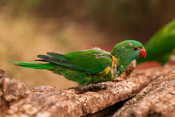 istock Australian lorikeet resting on fallen timber, Scaly-breasted Lorikeet (Trichoglossus chlorolepidotus) in lateral view, macro-style close-up showing green feathers and yellow markings, natural forest setting, shallow DOF and creamy bokeh 2231039716