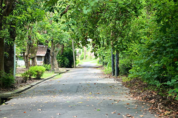 istock Tree-Lined Path Creating Natural Green Tunnel in Forest 2231039884
