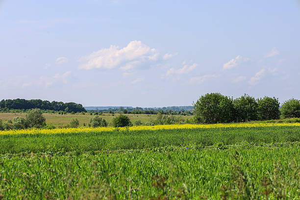 istock ​A wide rural landscape consisting of several fields that transition into one another: from green grass to bright yellow rapeseed. The landscape is emphasized by forests on the horizon and a clear sky with white clouds. 2231041772