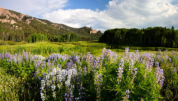 istock Colorado Mountains and Wild Flowers 2231042281