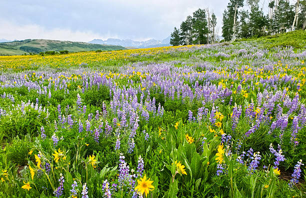 istock Colorado Mountains and Wild Flowers 2231042432