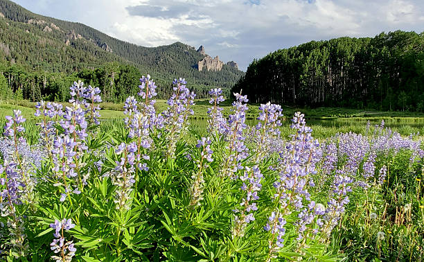 istock Colorado Mountains and Wild Flowers 2231042482