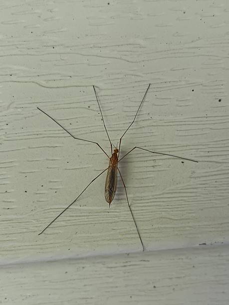 istock Close-up of a crane fly 2231045088